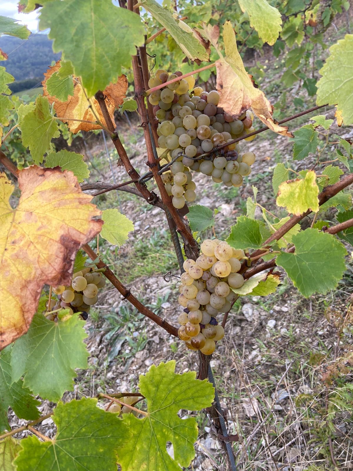 chenin nlanc